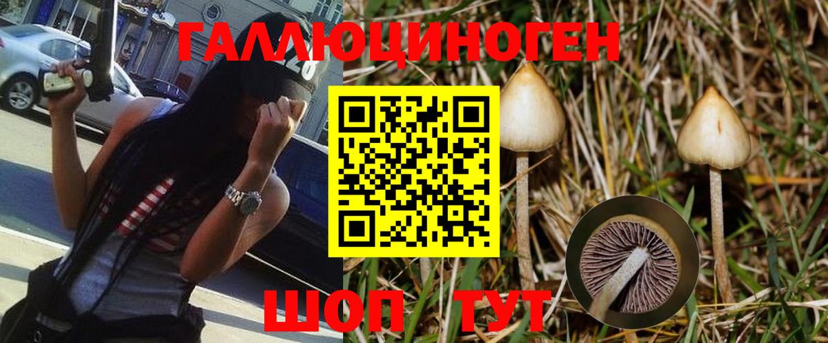 Псилоцибиновые грибы Psilocybe Ессентуки